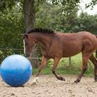 Ball Horses Large Blue