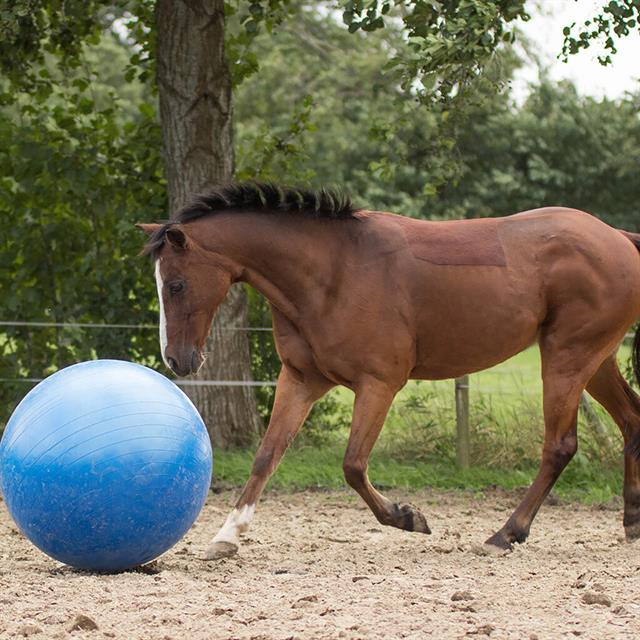 Ball Horses Large Blue