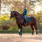 Bandages LeMieux Loire Dark Green
