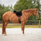 Bareback Pad QHP Super Soft Black-Black