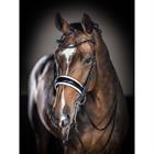 Bit LeMieux Kudos Black-White