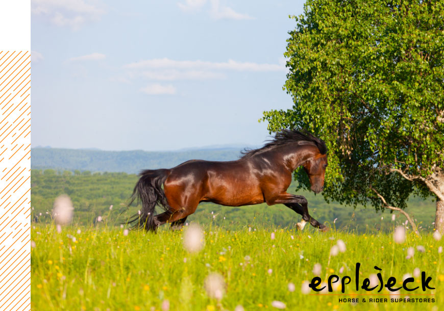 Blog 6 summer Must-Haves for your horse.