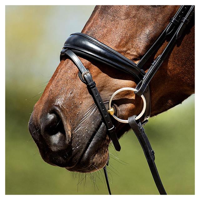 Bridle Anky Black