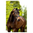 Bridle Br Kingston Black-White