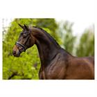 Bridle Br Kingston Black-White