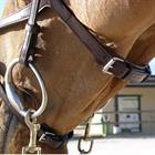 Bridle Dy'on NEC X Fit Brown