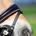 Bridle Epplejeck EJRosa Black-Pink