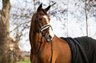 Bridle Epplejeck EJSensitive Black