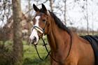 Bridle Epplejeck EJSensitive Black
