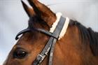 Bridle Epplejeck EJSensitive Black