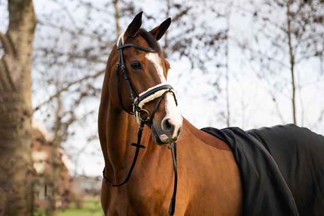 Bridle Epplejeck EJSensitive Black