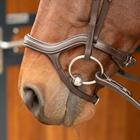 Bridle Harry's Horse Anatomic Brown