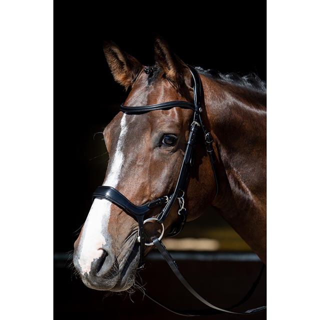 Bridle Harry's Horse Release Black