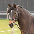 Bridle Harry's Horse Two-Tone Black-Grey