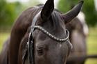 Bridle HB Showtime Las Vegas Glitter Black-Black