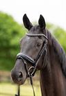 Bridle HB Showtime Las Vegas Glitter Black-Black