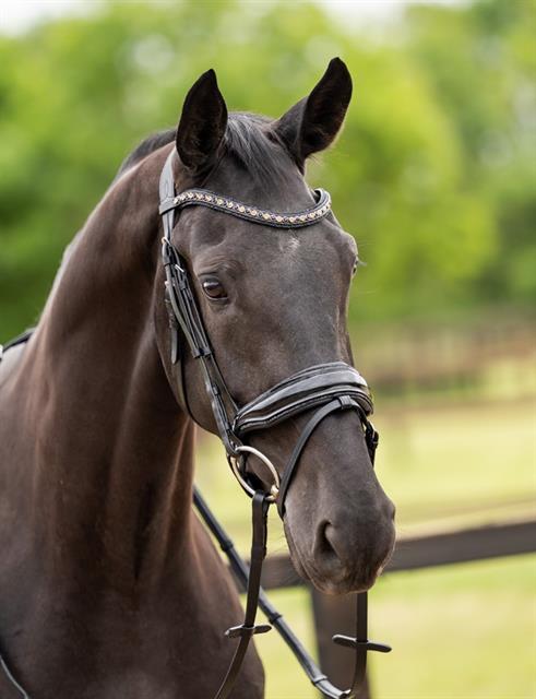 Bridle HB Showtime Las Vegas Glitter Black-Black