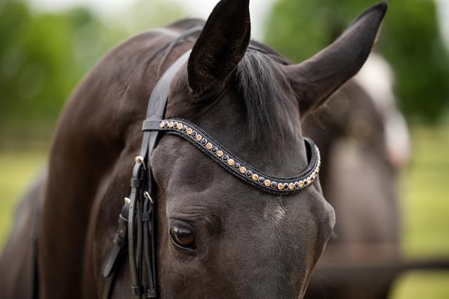 Bridle HB Showtime Las Vegas Glitter Black-Black