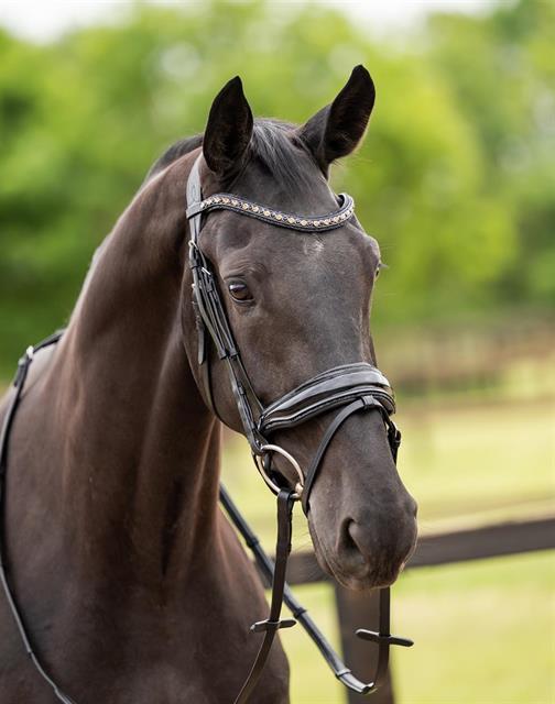 Bridle HB Showtime Las Vegas Glitter Black-Black