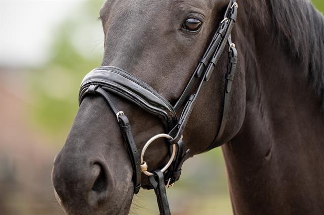 Bridle HB Showtime Las Vegas Glitter Black-Black