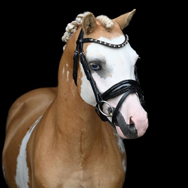 Bridle HB Showtime Special Black-Gold