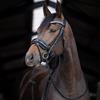Bridle Hb Showtime Stockholm Black