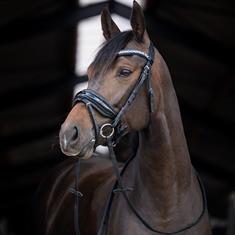 Bridle Hb Showtime Stockholm Black