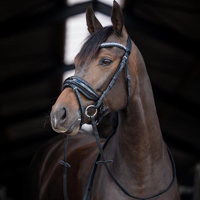 Bridle Hb Showtime Stockholm Black