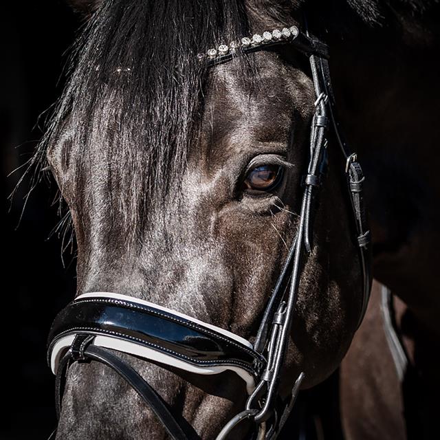 Bridle HB Special Guy Black-White
