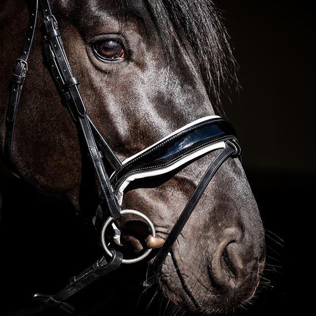 Bridle HB Special Guy Black-White
