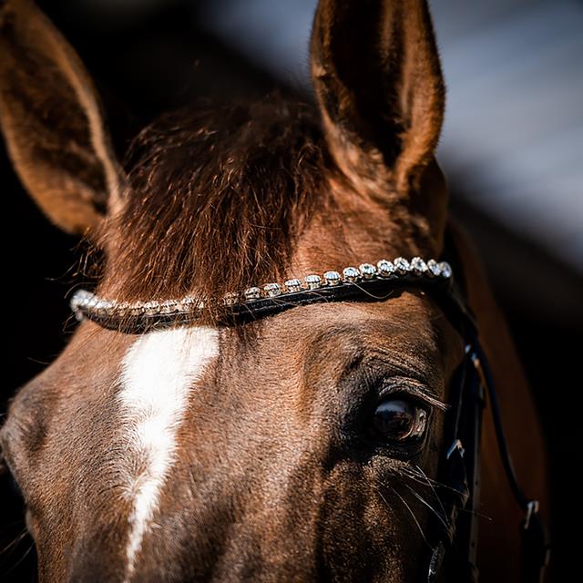 Bridle HB Special Guy Black-White