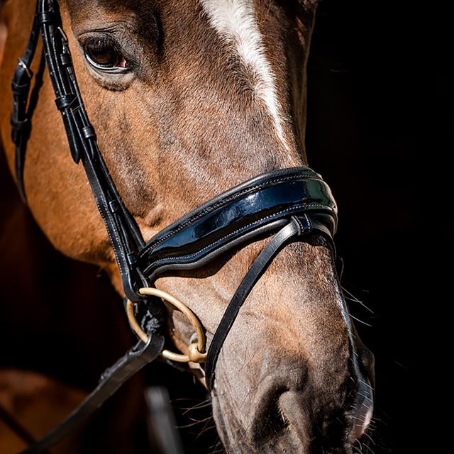 Bridle HB Special Guy Black