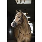 Bridle Horsegear Aquila Deluxe Brown