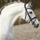 Bridle Horsegear HGLucido Black-White