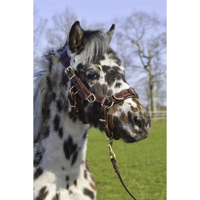 Bridle Human&Horse Heart By Greetje Hakvoort Brown