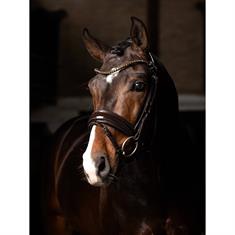 Bridle LeMieux Dressage Kudos Patent Brown-Brown
