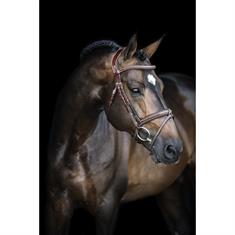 Bridle LJ Leathers Pro Selected Legendary Brown