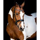 Bridle Montar Fair Black