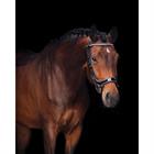 Bridle PresTeq FaySport Glitter Black