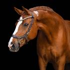Bridle PresTeq FaySport Shine Brown