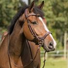 Bridle QHP Devi Brown