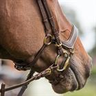 Bridle QHP Devi Brown