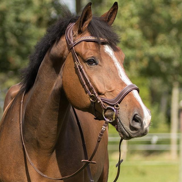 Bridle QHP Devi Brown