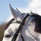 Bridle QHP Ontario Black