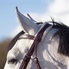 Bridle QHP Ontario Brown