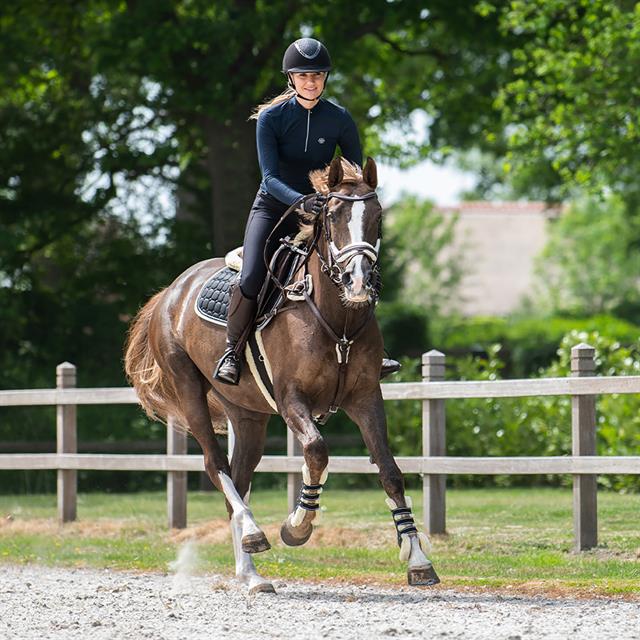 Bridle QHP Ontario Brown