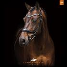 Bridle Schockemöhle Equitus Beta Black-Silver