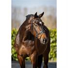 Bridle SKØL SKFärila Black