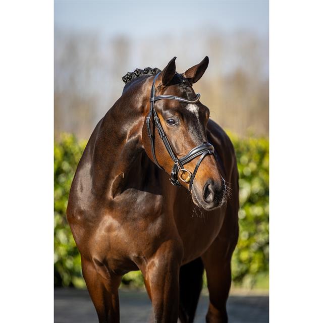 Bridle SKØL SKFärila Black