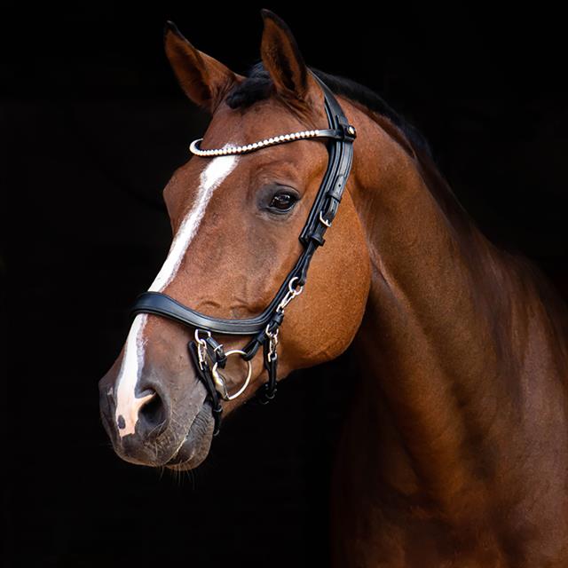 Browband PresTeq ShineBright Black